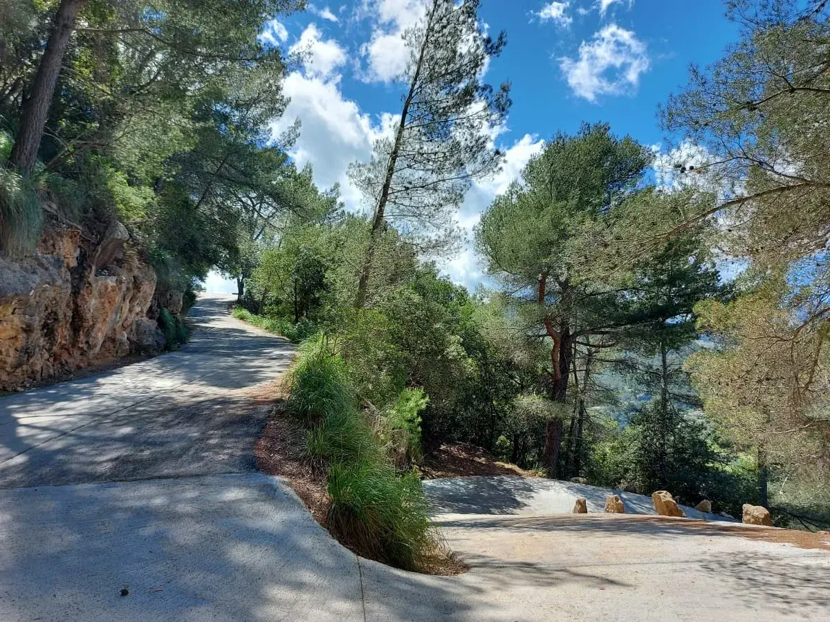 A serene, tree-lined walkway leading up to the Puig de Maria, showcasing the tranquil beauty of the surrounding forest with dappled sunlight filtering through the canopy under a blue sky with wispy clouds.