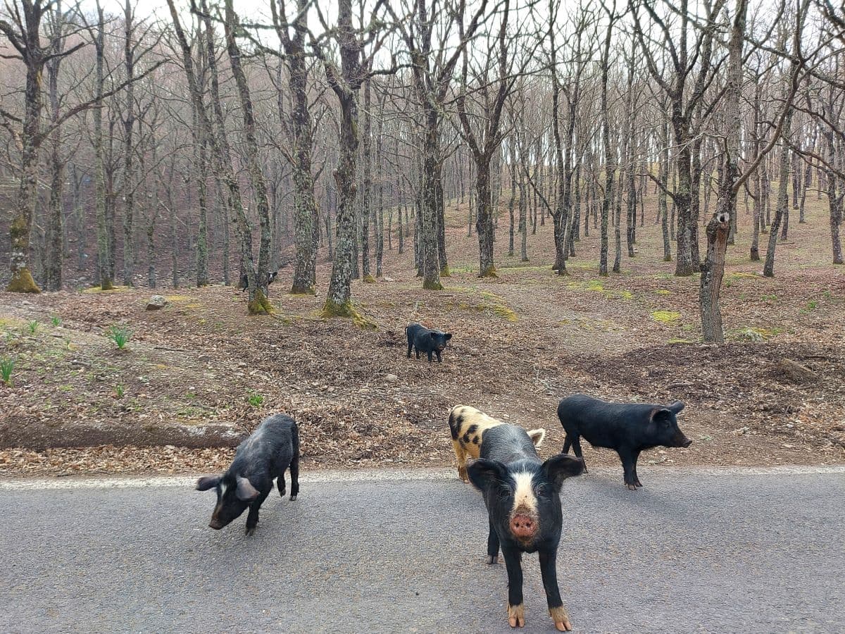 Typische Verkehrshindernisse auf Sizilien. Schweine am Strassenrand