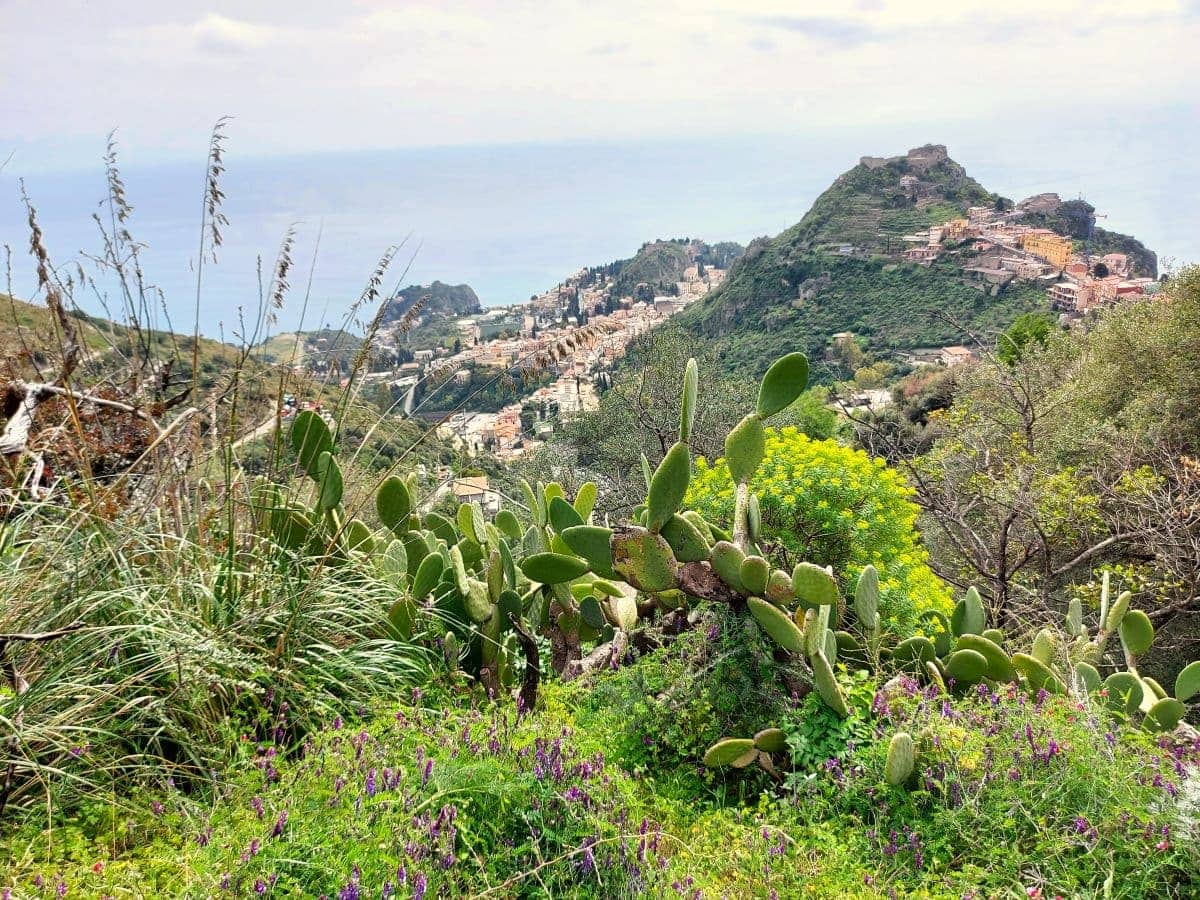 A lush foreground of wild grasses, cacti, and spring flowers frames the breathtaking view of Taormina and its ancient theater from Castelmola, with the coastline curving gently into the sea beneath a soft blue sky.