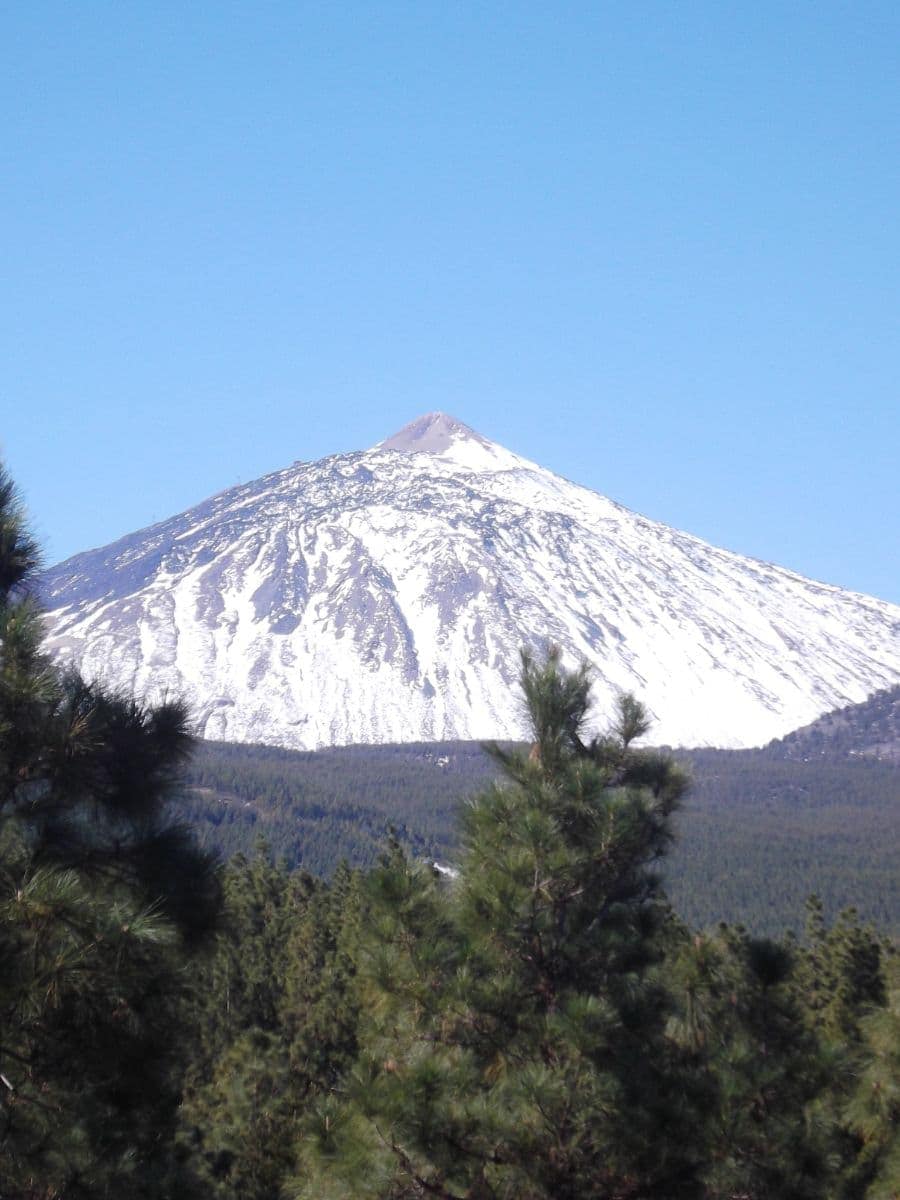 Der schneebedeckte Berg Teide auf Teneriffa mit einem klaren blauen Himmel darüber. Im Vordergrund sind üppig grüne Kiefern zu sehen, die einen starken Kontrast zum verschneiten Gipfel bilden und die majestätische Präsenz des Vulkanbergs im Winter unterstreichen.