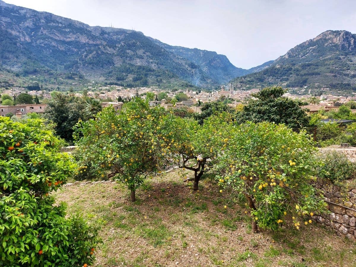 Ein malerischer Blick auf die Landschaft von Sóller, eingerahmt von Bergen im Hintergrund. Im Vordergrund befinden sich blühende Zitrusbäume mit gelben und orangen Früchten. Das Tal von Sóller erstreckt sich hinter den Obstbäumen, während sich die Häuser der Stadt harmonisch in die Umgebung einfügen.