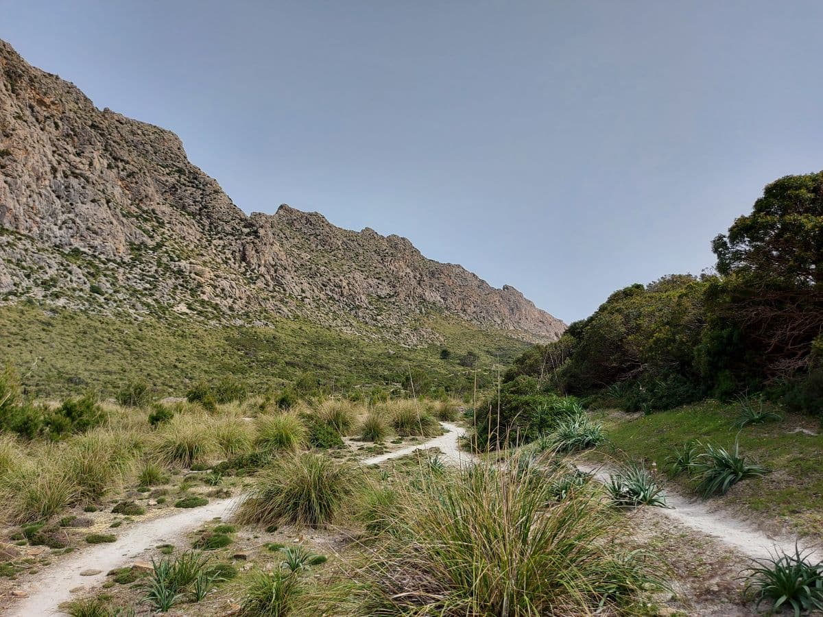 Schroffer Pfad, der zur Cala Boquer führt, flankiert von wilden Gräsern und Sträuchern mit dem majestätischen Tramuntana-Gebirge im Hintergrund unter einem sanften blauen Himmel