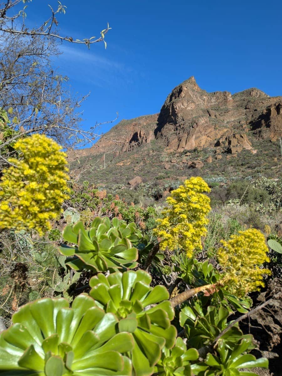 Gelbe Blüten und Sukkulenten stehen im Vordergrund vor einer schroffen Berglandschaft im Inselinneren von Gran Canaria. Die üppige Vegetation zeigt, dass Gran Canaria auch abseits der Küste ganzjährig ideale Bedingungen für Natur und Wanderungen bietet.
